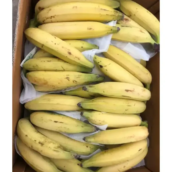 Ripe yellow Kerala Nenthran banana