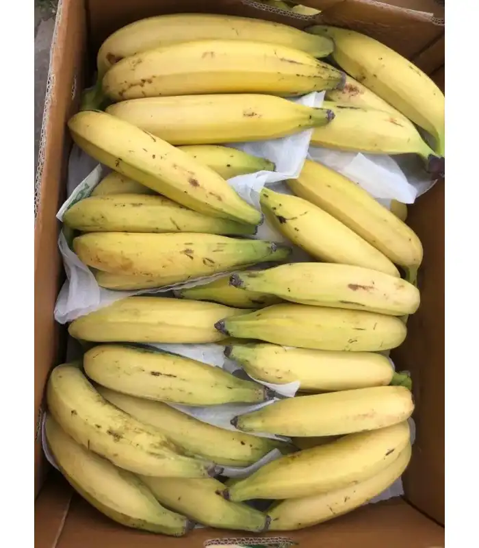 Ripe yellow Kerala Nenthran banana