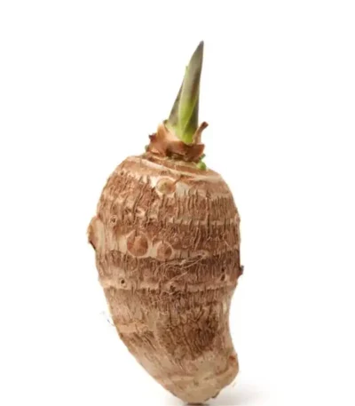 Fresh Chembu Arbi taro root Kerala vegetable