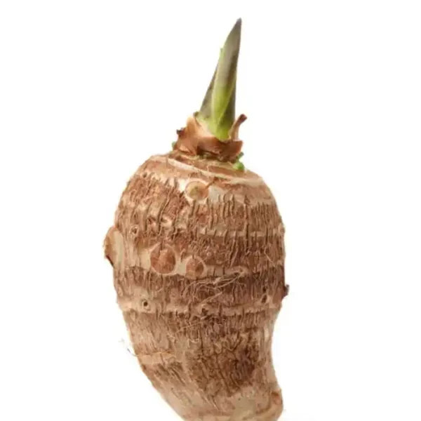 Fresh Chembu Arbi taro root Kerala vegetable