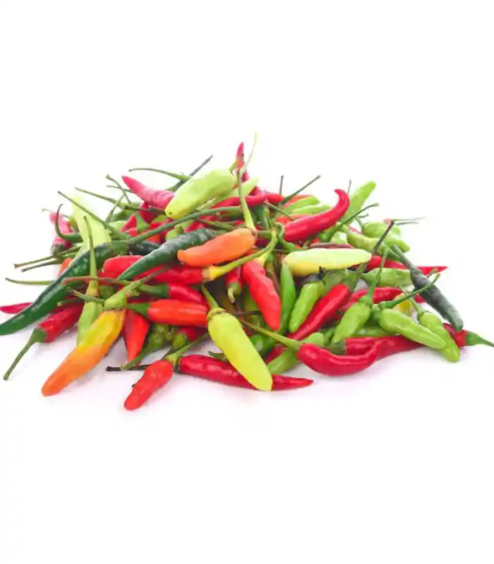 Kerala Kanthari Mulagu bird’s eye chilli Kerala Kanthari Mulagu bird’s eye chilli
