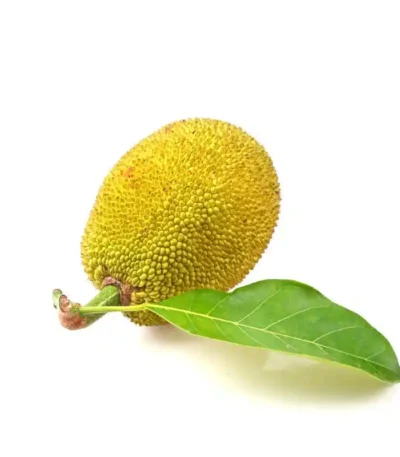 Small Jackfruit-KadaChakka