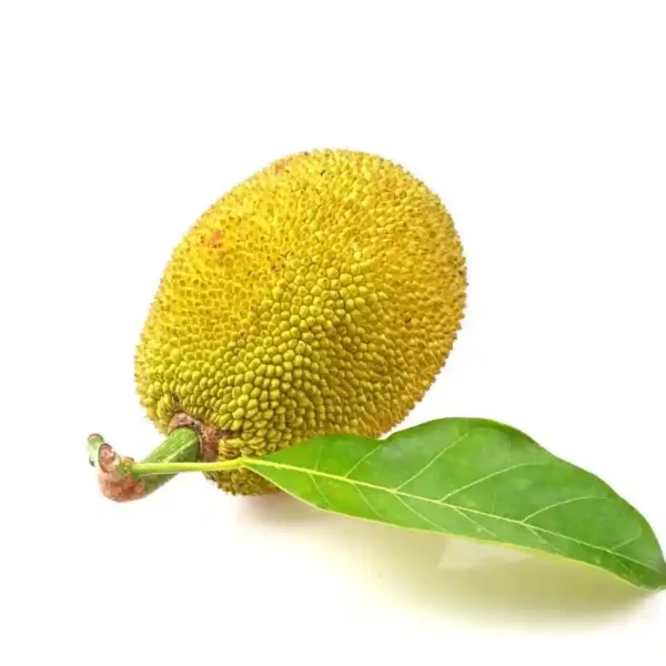 Small Jackfruit-KadaChakka